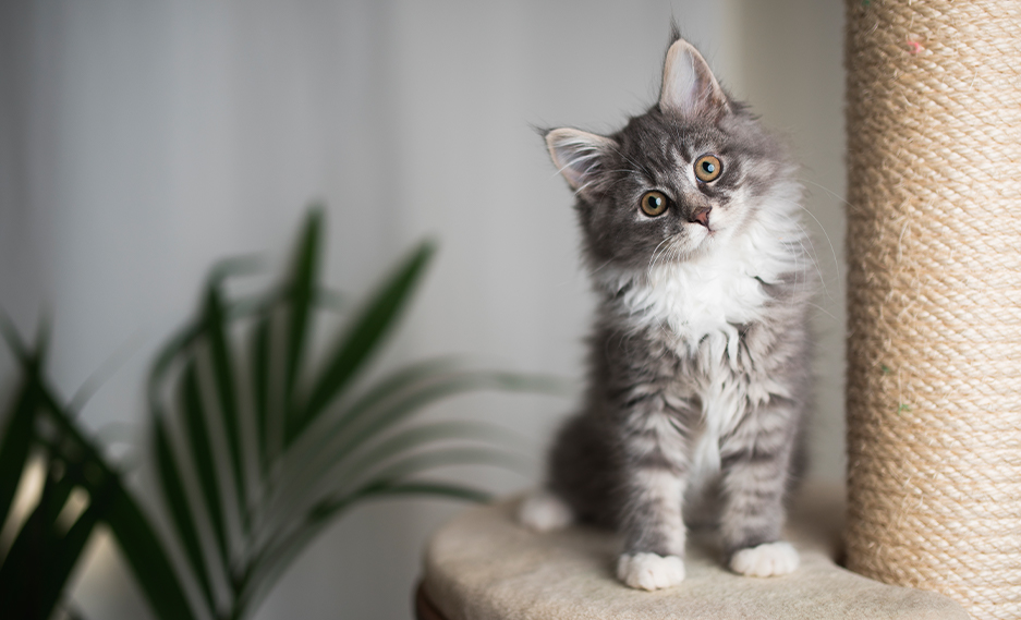Furry grey tabby kitten sitting next to cat scratch pole with palm plant in the background
